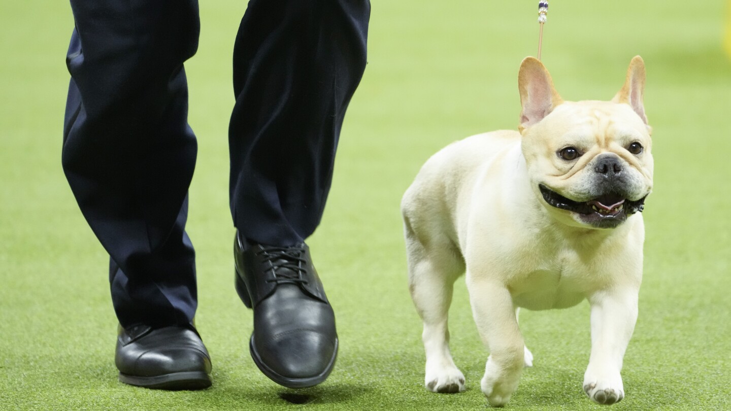 French bulldog akc deals